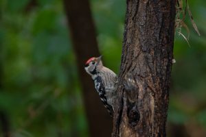 Samec MALEGA DETLA (Dryobates minor) nima rdeče barve v podrepnem predelu – po tem ga lahko lepo ločimo od belohrbtega detla (Dendrocopos leucotos).  foto: Ivan Esenko