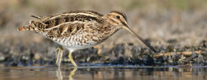 Common Snipe. Photo: Alen Ploj