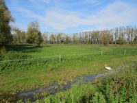 New, 1.5 hectare wet meadow at the Ormož Basins Nature Reserve