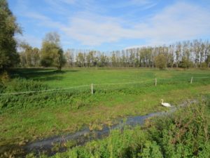 Wet meadow now. Photo: Dominik Bombek