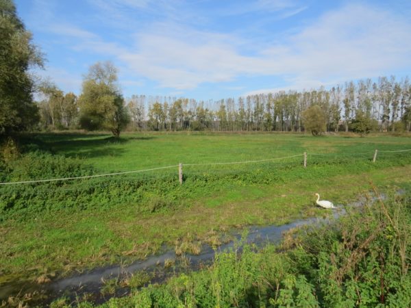 Nov 1,5 ha velik vlažni travnik v NR Ormoške lagune