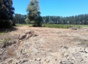 Wet meadow immediately after restoration. Photo: Damijan Denac