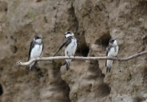 Ponekod v Evropi so gnezdišča antropogenega nastanka edino pribežališče BREGULJK (Riparia riparia). foto: Bojan Bratož