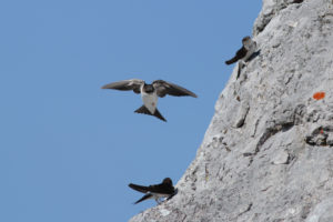 Prvotno je MESTNA LASTOVKA (Delichon urbicum) gnezdila v skalnih previsnih stenah toplejših krajev in tudi višje v gorah. foto: Dejan Bordjan