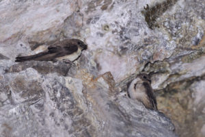 Zadnje ornitološke raziskave kažejo, da SKALNA LASTOVKA (Ptyonoprogne rupestris) pri nas širi svoje gnezditveno območje razširjenosti. foto: Boris Kozinc