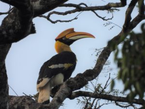 Ena izmed najbolj impozantnih ptic tropskih gozdov Tajske, DVOROŽEC (Buceros bicornis), foto: Blaž Blažič