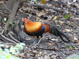 Samec bankivske kokoši (Gallus gallus), foto: Tjaša Pršin