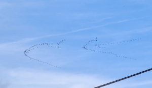 »Jate ŽERJAVOV (Grus grus) so si sledile kot vagoni.« foto: Jani Vidmar