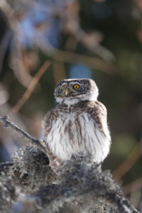 Pri izzivanju s posnetki je pri nekaterih vrstah, na primer pri MALEM SKOVIKU (Glaucidium passerinum), potrebna posebna obzirnost tudi ko gre za raziskave, kajti ptica se tako razburi, da pozabi tudi na lastno varnost in lahko postane plen večjega plenilca.  foto: Tomaž Mihelič