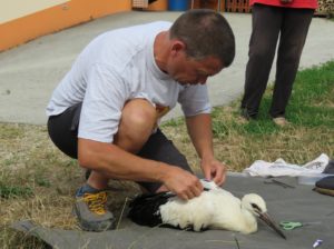 Nameščanje GPS sledilne naprave. Foto: Urša Gajšek