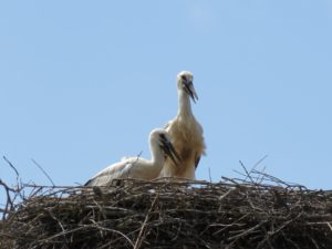 Mladiča bele štorklje v gnezdu z nameščenima oddajnikoma. Foto: Ursa gajsek