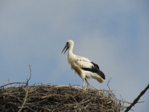 Mladič bele štorklje na gnezdu. Foto: Urša Gajšek