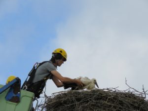 Vračanje opremljene štorklje v gnezdo. Foto: Urša Gajšek