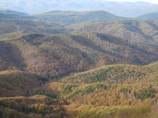 Pismo evropskim poslancem za zaščito naših gozdov