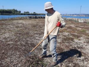 Luka med grabljenjem še zadnjih ostankov vegetacije na prodnatem otoku 1. Foto: Urša Gajšek