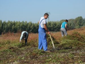 V boju z vegetacijo na prodnatem otoku 1. Foto: Alen Ploj