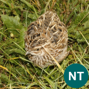 Prepelca. Foto: Dejan Bordjan. Stanje populacije prepelice se je od leta 2015 poslabšalo. Zdaj je uvrščena med skoraj ogrožene vrste (ang. Near Threatened).