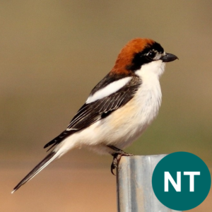 Rjavoglavi srakoper. Foto: Dejan Bordjan. Stanje populacije rjavoglavega srakoperja se je od leta 2015 poslabšalo. Zdaj je uvrščen med skoraj ogrožene vrste (ang. Near Threatened).