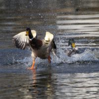 Januarsko štetje vodnih ptic (IWC) 2022