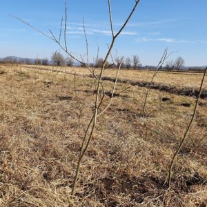 Posadili smo 240 m mejice. Foto: Tjaša Pršin