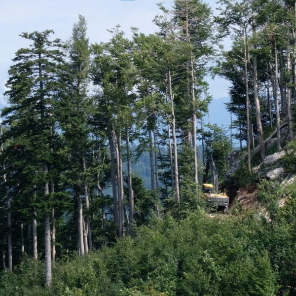 Po naravnih ujmah in podlubnikih zdaj slovenske gozdove ogroža še politika