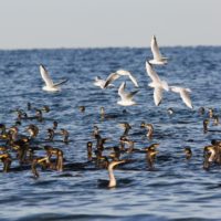 Poročilo BirdLife International: Države Evropske unije niso uspešne pri ohranjanju morskih ptic