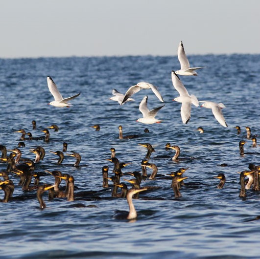 Poročilo BirdLife International: Države Evropske unije niso uspešne pri ohranjanju morskih ptic