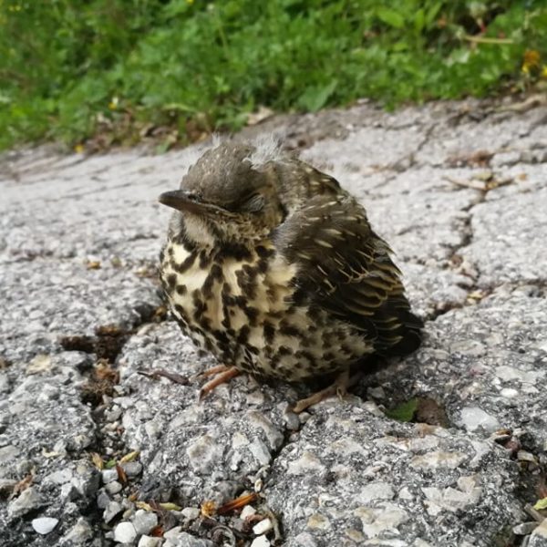 Kaj storimo če v naravi najdemo ptičjega mladiča