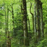 Zakon EU o obnovi narave – velika priložnost za boj proti podnebni krizi in ohranjanje biodiverzitete