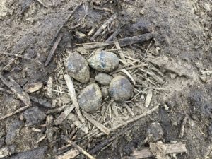 Jajca pribe prekrita z gnojem. Foto: Eva Horvat