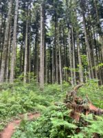 Strokovni posvet: Vloga gozdnih ekosistemov v luči podnebnih sprememb