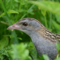 Slovenija je prejela obrazloženo mnenje Evropske komisije glede upada travniških vrst ptic